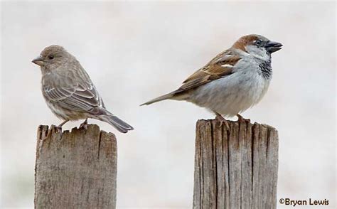 Sparrows and Finches