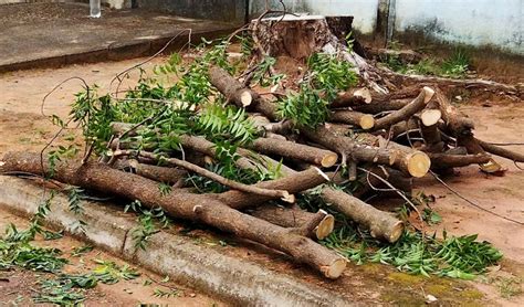 Trituradores Da Lippel Auxiliam Para A Compostagem E Geram Economia Em