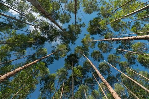 Qui N Es Timberland La Gigante Que Compr Hect Reas De Bosques A