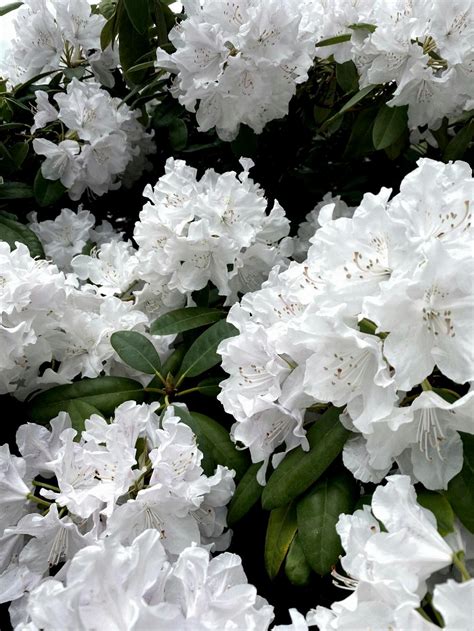 How To Plant A Azalea? - Green Packs