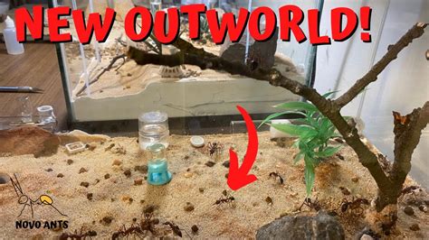 Bull Ant Outworld Brevinoda Upgrade Ant Keeping Youtube