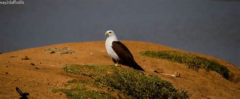 Majestic Kite Just In Time For Fishing Ramkumar Gopalan Flickr