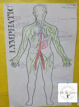 Human Body Systems Poster Project by Mr Tobin Science | TPT