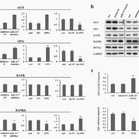 Protein Expression In The Opg Rankl Rank Signaling Pathway By Mir 217 Download Scientific