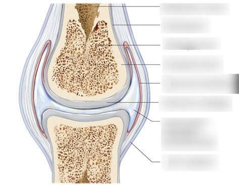 Synovial Joint Structures Labeling Diagram Quizlet