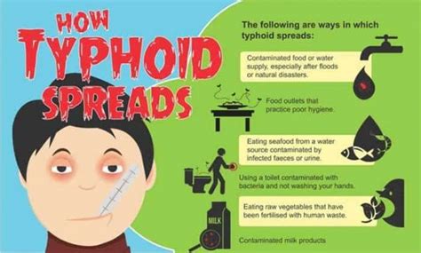 Typhoid Fever Spread Healthgist Net