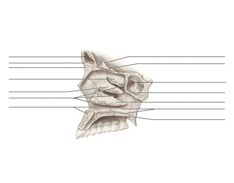 Lateral view of nasal cavity Quiz