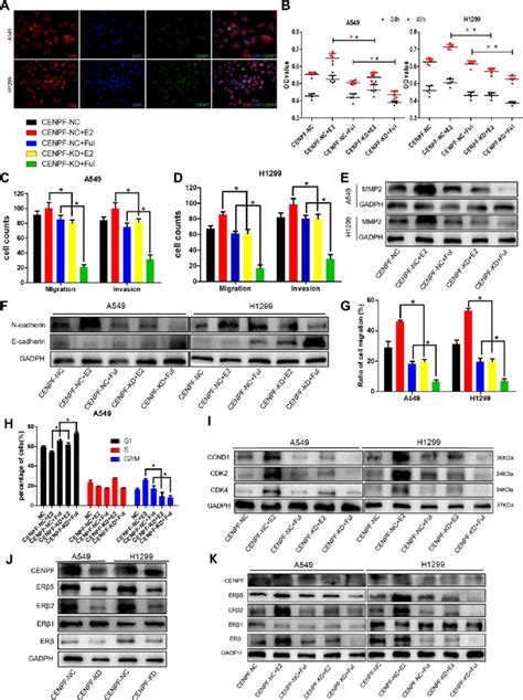 Knockdown Of Cenpf Inhibits Proliferation Invasion And Migration Of Download Scientific