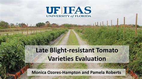 (PDF) Late Blight-resistant Tomato Varieties Evaluationswfrec.ifas.ufl ...