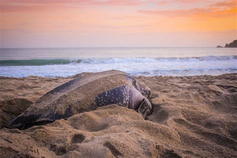 Leatherback Sea Turtle Fact Info Guide American Oceans