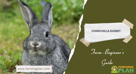 Chinchilla Rabbit Farm Beginner S Guide Farming Plan