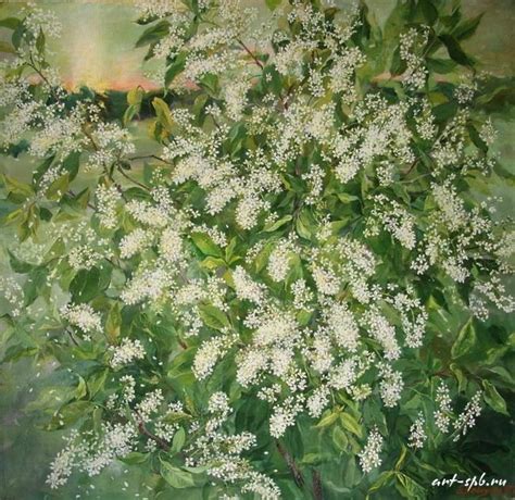 (650x632, 167Kb) | Полевые цветы, Картины, Живопись