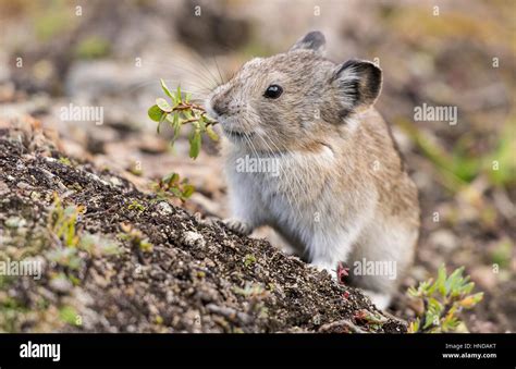 A Collared Pika Ochotona Collaris Sits On A Lichen Covered Rock On A