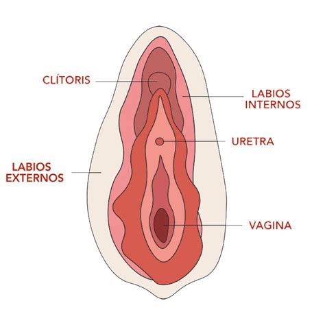 Para Tu Primera Menstruaci N Cyclo Salud Menstrual