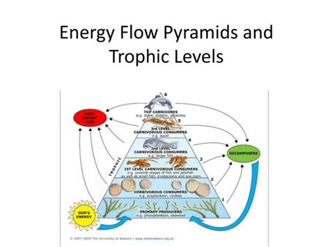 Ppt Energy Flow Pyramids And Trophic Levels Powerpoint Presentation Free Download Id 2266761