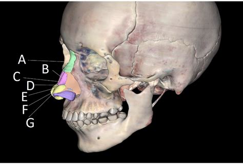 Skeletal System Nose Diagram Quizlet