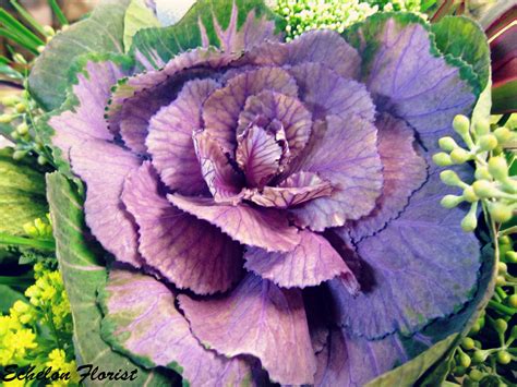 Ornamental Cabbage Planting Guide