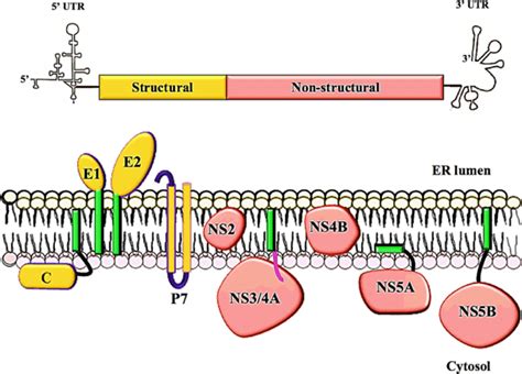 The Schematic Representation Of Hcv Genomic Polyprotein Organisation