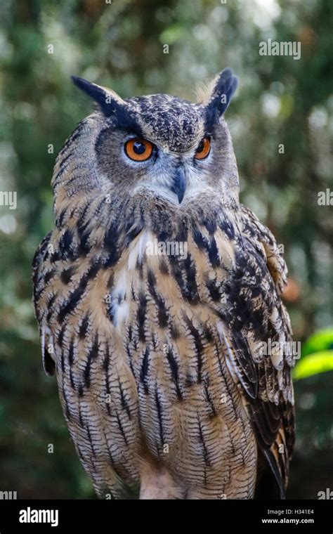 Great American Horned Owl Stock Photo Alamy