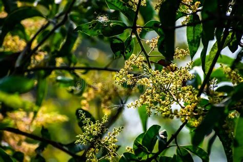 Mangifera Indica Powszechnie Znana Jako Mango Jest Gatunkiem Ro Lin