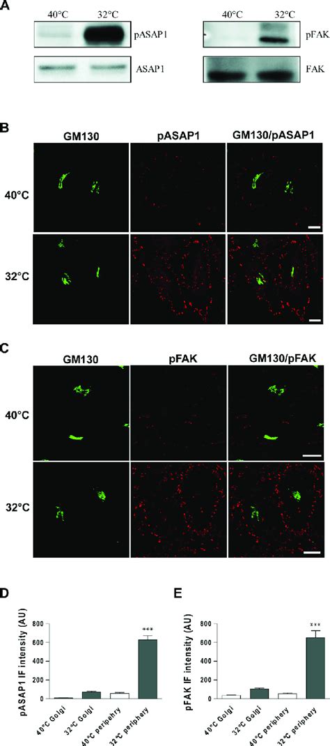 ASAP1 And FAK Are Tyr Phosphorylated Following A Traffic Pulse A