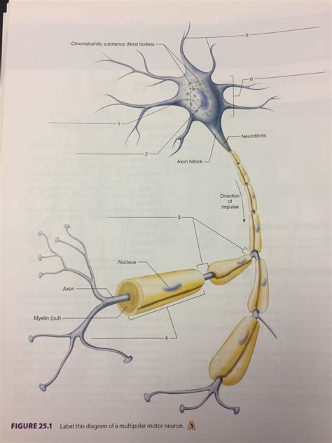 Nervous System Lab Exam Figure 251 Neuron Diagram Quizlet