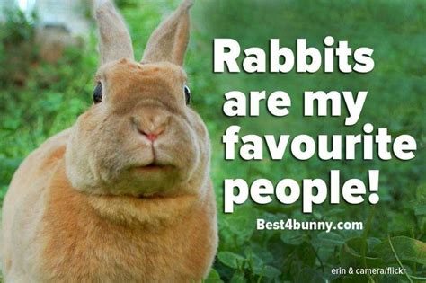 Pin By 💀waterfall 💀naturechild Phoenix On Bunny Quotes Rabbit Bunny