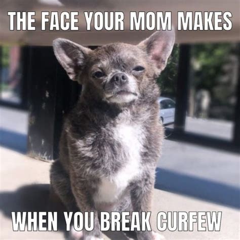 47 Chihuahua Memes That Will Have You LOLing - Great Pet Living