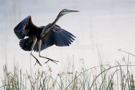 Red Heron Bird Flight on Reeds Stock Image - Image of sparrow, wing ...