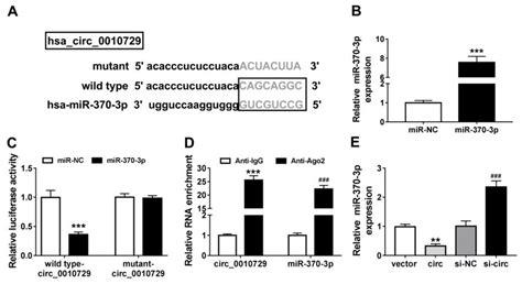 Mir 370 3p Is A Target Of Circ0010729 A The Putative Binding