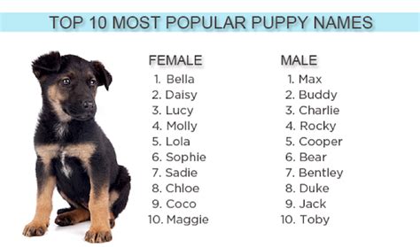 Top Puppy Names