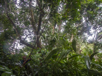 PENGEMBANGAN TANAMAN KOPI DI PEGUNUNGAN MERATUS ANTARA Foto