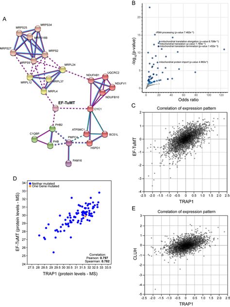 Trap1 Is Coexpressed With The Mitochondrial Translational Machinery