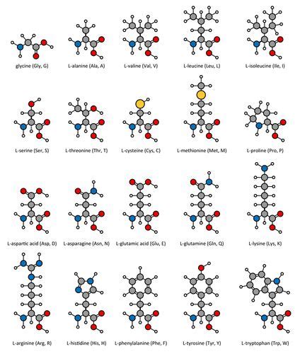 Amino Acids The Building Blocks Of Proteins Biology101 Free Study