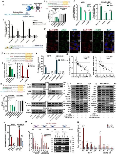 Lncccat Upregulates Tcf By Competitively Binding To Mir A