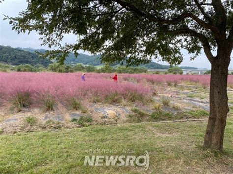 여주시 아름다운 당남리섬 핑크뮬리와 코스모스 꽃밭 조성 뉴스로