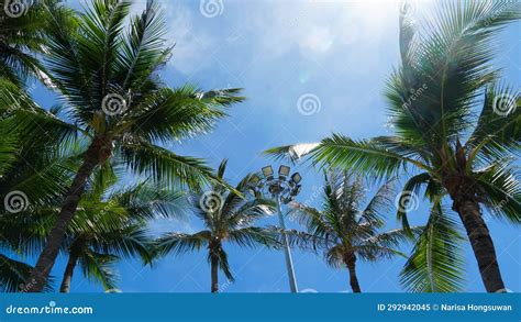 Tall Coconut Trees On The Beach Area With Clear Sky In The Background