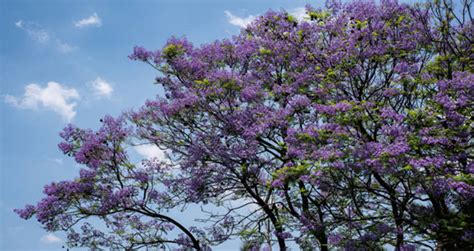 Jacaranda Tree Care | How To Care For It With No Mistakes? - EmbraceGardening