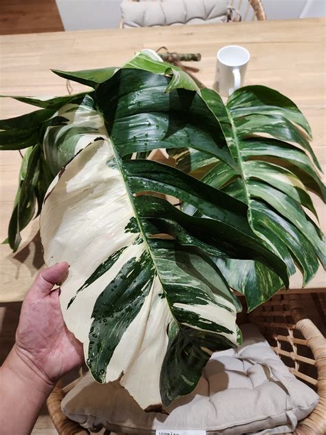 Epipremnum Pinnatum Variegated Albo Giant Mature Indoor Outdoor Plant