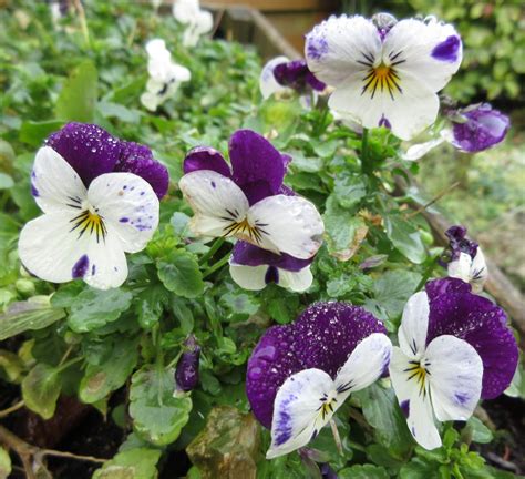 Jigsaw Puzzle Winterviooltjes Pansies In The Wheelbarrow Planter