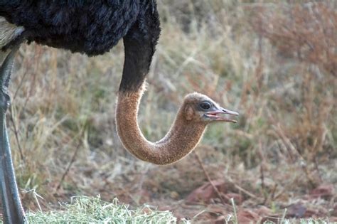 premium photo  common ostrich  south africa