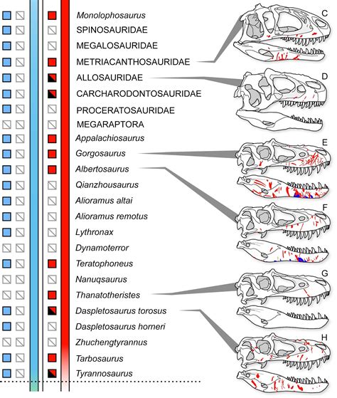 Species New To Science [paleontology • 2021] Intraspecific Facial Bite Marks In Tyrannosaurids