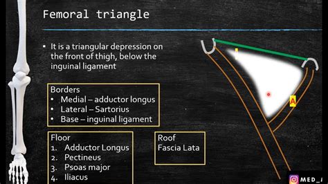 femoral triangle anatomy boundaries contents clinical anatomy med