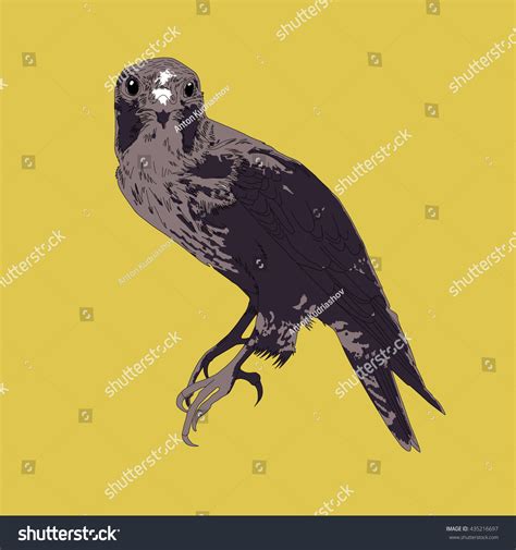 Drawing Vector Isolated Predatory Bird Royalty Free Stock Vector