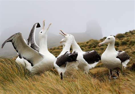 Albatross Symbolism & Meaning (+Totem, Spirit & Omens) - World Birds