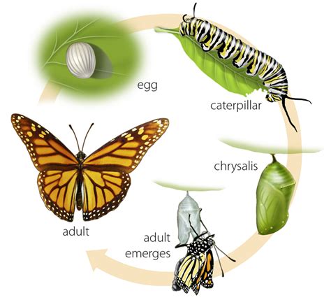 Life Cycle Of A Monarch Butterfly Biological Science Picture Directory