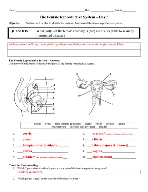 The Female Reproductive System Worksheet