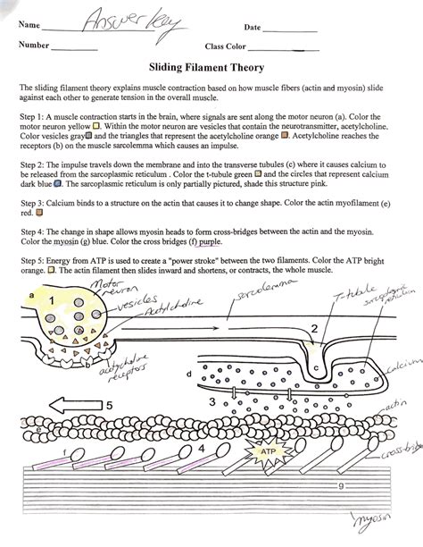 Sliding Filament Theory Worksheet Answers