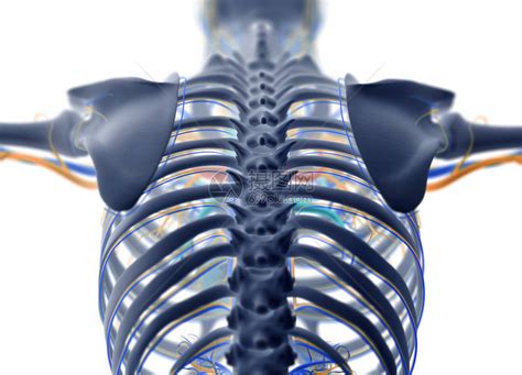 人体背部解剖模型脊柱肋骨和血管系统X射线3d插图高清图片下载 正版图片507325205 摄图网