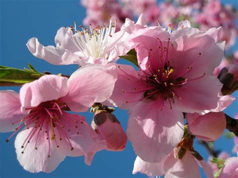 Fiori Alberi Da Frutto Come Coltivare Gli Alberi Da Frutto In Vaso